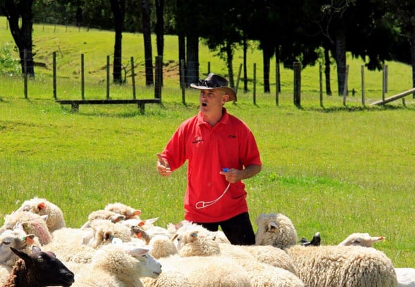 Full-Day Adult Pass to SheepWorld incl. All Shows - Options for Two Adults, Child, or Family Entry — photo 7