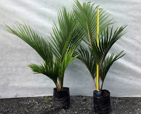 Matakana Palms