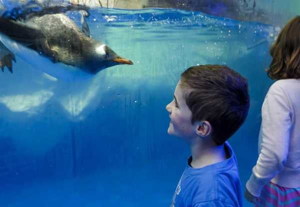 Child or Adult General Admission to Kelly Tarlton’s — photo 4
