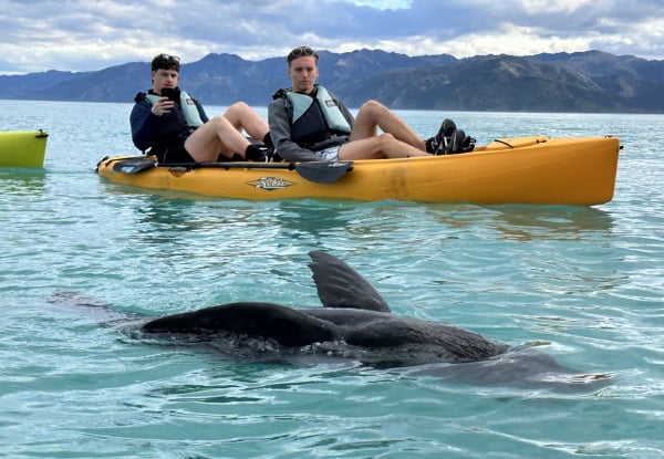 2.5 - 3 Hour Guided Kaikoura Seal & Marine Life Kayaking Experience for Up to Four Adults — photo 3
