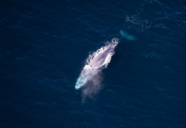 20% Off Adult Fares on a 30-Minute Whale Watch Flight - Option for Private Hire for up to Seven Passengers — photo 10