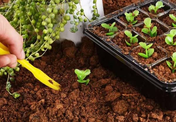 10-Pack Seed Starter Kit — photo 3