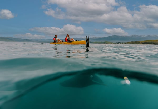 2.5 - 3 Hour Guided Kaikoura Seal & Marine Life Kayaking Experience for Up to Four Adults — photo 7