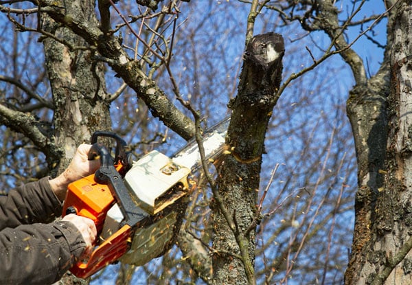 Two-Hour Tree Services by Arborist & Groundsman with Truck & Chipper incl. Removal of Wood & Green Waste - Option for Four Hours — photo 2