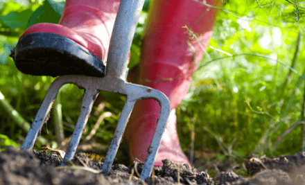 Buyaplant