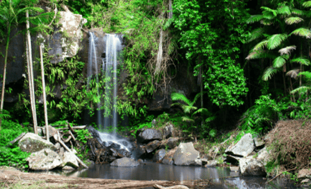 Tamborine Mountain Tours