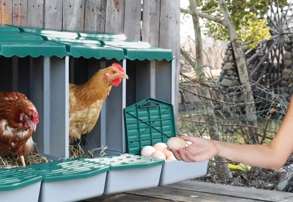 Three-Hole Chicken Nesting Box - Three Colours Available — photo 8