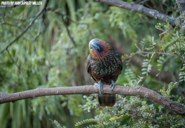 Up to 50% Off General Admission to ZEALANDIA for Adults & Kids — photo 5