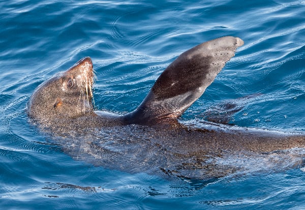 Wild Dolphin Encounter - Half-Day Wildlife Spring Cruise - Options for Adult, Children, Toddler or Family Pass — photo 6