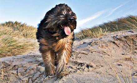 Furtography Pet Portraits