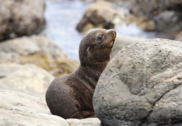 Kapiti Island Day Trip incl. Ferry Transport, Introductory Talk & DOC Permit for One Person - Option to incl. One-Hour Guided Walk & Lunch - Midweek & Weekend Options Available — photo 3