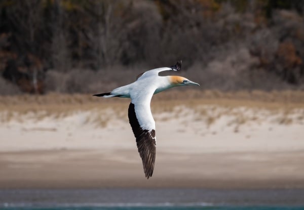 Unforgettable Two & a Half Hour Winter Coastal Cruise Around Tauranga Moana with Dolphin Seafaris incl. Hot Drink - Options for Adults & Kids Pass