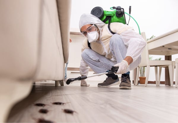 Inside or Outside Pest Control Service - Options for Three to Five Bedroom Homes