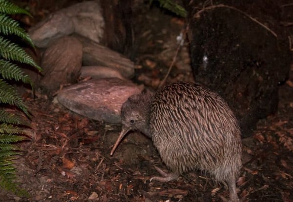 One Adult Entry to The West Coast Wildlife Centre - Options for Child Pass or Family Pass, & to incl. Tuatara & Kiwi Backstage Tour — photo 4