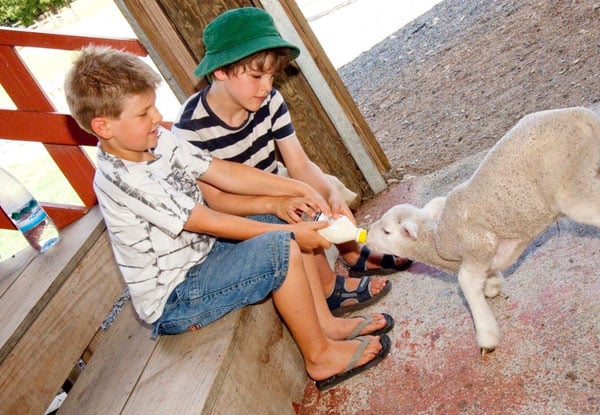 Full-Day Adult Pass to SheepWorld incl. All Shows - Options for Two Adults, Child, or Family Entry — photo 5