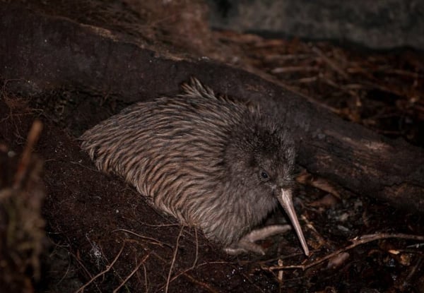 One Adult Entry to The West Coast Wildlife Centre - Options for Child Pass or Family Pass, & to incl. Tuatara & Kiwi Backstage Tour — photo 8