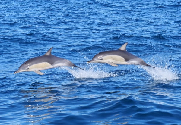 Wild Dolphin Encounter - Half-Day Wildlife Spring Cruise - Options for Adult, Children, Toddler or Family Pass — photo 7