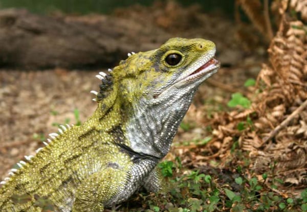 One Adult Entry to The West Coast Wildlife Centre - Options for Child Pass or Family Pass, & to incl. Tuatara & Kiwi Backstage Tour — photo 5