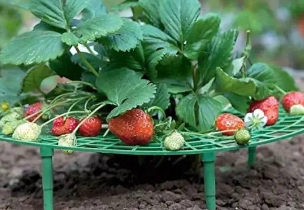 Five-Pack Strawberry Garden Support Frame — photo 2
