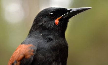 1 Hour Cloud Forest Tour