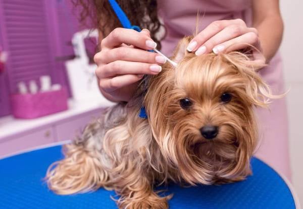 45-Minute Dapper Dog Full Luxury Grooming Package — photo 4
