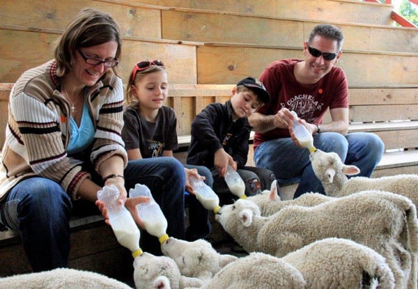 Full-Day Adult Pass to SheepWorld incl. All Shows - Options for Two Adults, Child, or Family Entry — photo 8