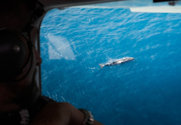 20% Off Adult Fares on a 30-Minute Whale Watch Flight - Option for Private Hire for up to Seven Passengers — photo 6