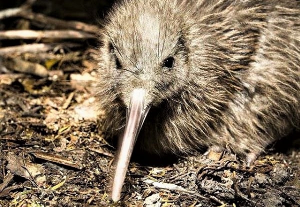 One Adult Entry to The West Coast Wildlife Centre - Options for Child Pass or Family Pass, & to incl. Tuatara & Kiwi Backstage Tour