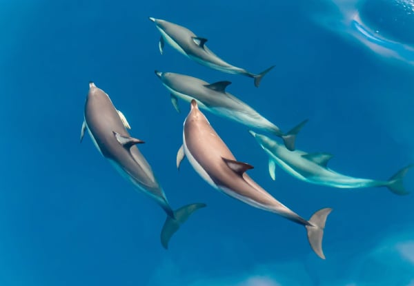 Wild Dolphin Encounter - Half-Day Wildlife Spring Cruise - Options for Adult, Children, Toddler or Family Pass — photo 9