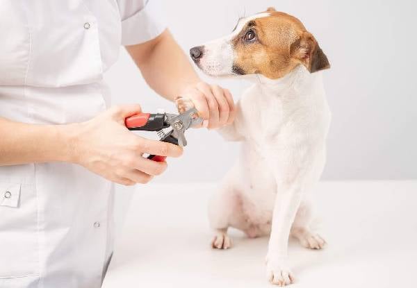 45-Minute Dapper Dog Full Luxury Grooming Package — photo 3