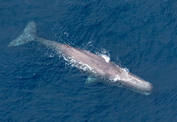 20% Off Adult Fares on a 30-Minute Whale Watch Flight - Option for Private Hire for up to Seven Passengers — photo 8