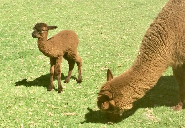 Full-Day Adult Pass to SheepWorld incl. All Shows - Options for Two Adults, Child, or Family Entry — photo 2