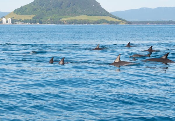 Wild Dolphin Encounter - Half-Day Wildlife Spring Cruise - Options for Adult, Children, Toddler or Family Pass — photo 10