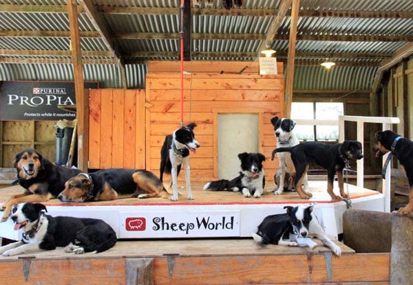 Full-Day Adult Pass to SheepWorld incl. All Shows - Options for Two Adults, Child, or Family Entry — photo 4