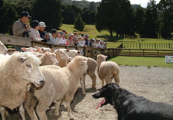 Full-Day Adult Pass to SheepWorld incl. All Shows - Options for Two Adults, Child, or Family Entry — photo 6
