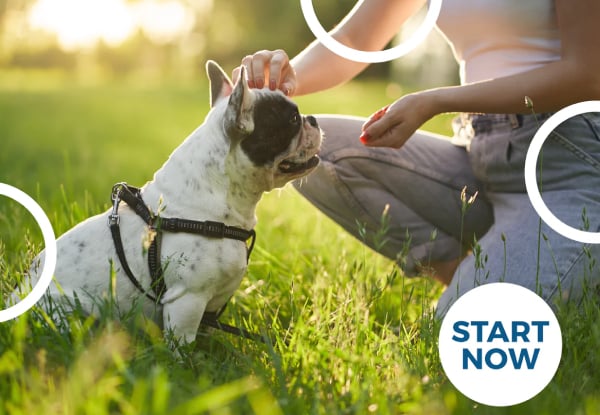 Dog Training Online Certificate Course - Option for Dog Nutrition Online Certificate Course