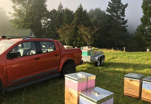 Waitakaruru Honey Limited (!)
