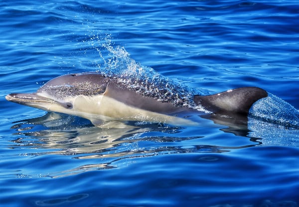 Wild Dolphin Encounter - Half-Day Wildlife Spring Cruise - Options for Adult, Children, Toddler or Family Pass — photo 8