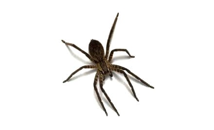 Elite Pest Control