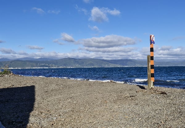 The Ultimate Wellington Bays & Petone Full-Day eBike Adventure - Options for Two & Four People — photo 4