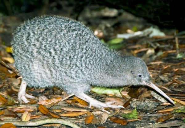 Kapiti Island Day Trip incl. Ferry Transport, Introductory Talk & DOC Permit for One Person - Option to incl. One-Hour Guided Walk & Lunch - Midweek & Weekend Options Available — photo 4