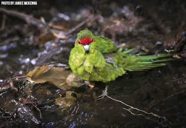 Up to 50% Off General Admission to ZEALANDIA for Adults & Kids — photo 7
