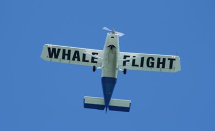 Wings over Whales