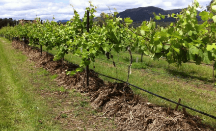 Robert Stein Winery & Vineyard