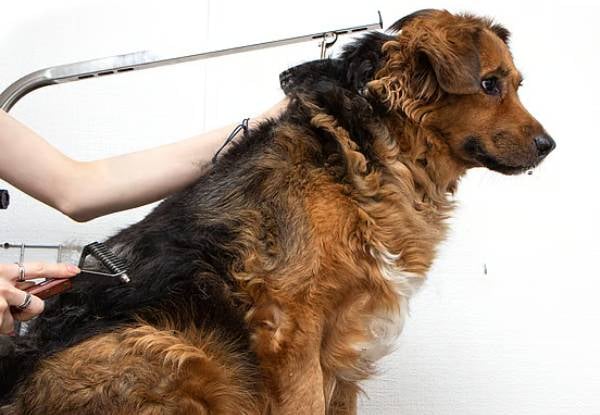 45-Minute Dapper Dog Full Luxury Grooming Package — photo 8