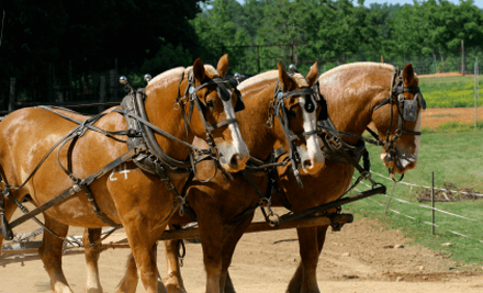 Pokolbin Horse Coaches