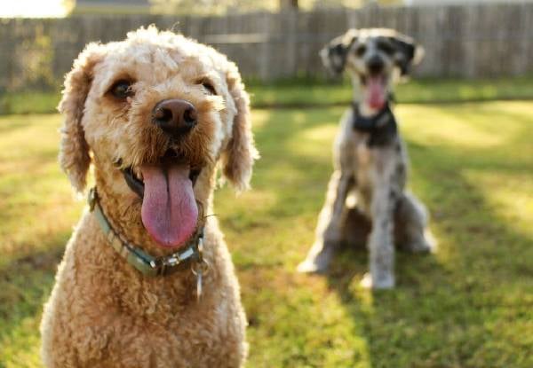 45-Minute Dapper Dog Full Luxury Grooming Package — photo 9