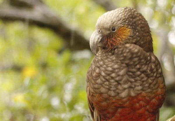One-Night Kiwi Spotting Tour & Stay for Two People on Kapiti Island incl. Ferry Transport, Introductory Talk, North End DOC Permit, Dinner, Breakfast & Lunch - Option for Two-Night Stay — photo 7