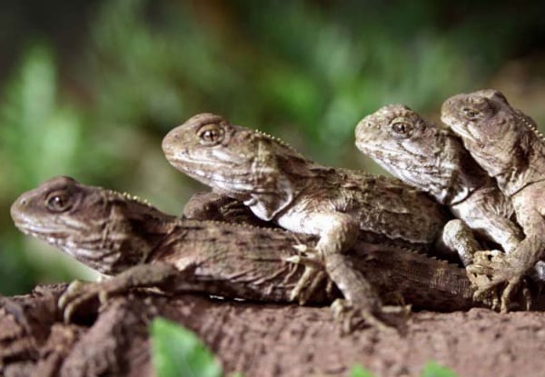One Adult Entry to The West Coast Wildlife Centre - Options for Child Pass or Family Pass, & to incl. Tuatara & Kiwi Backstage Tour — photo 7