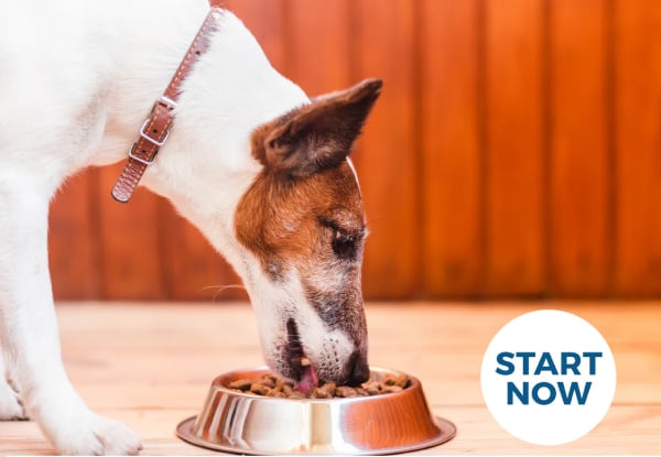 Dog Training Online Certificate Course - Option for Dog Nutrition Online Certificate Course — photo 3